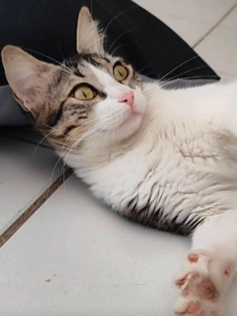 Perola, gato de porte médio para adoção em Recife - PE — foto 2 de 2