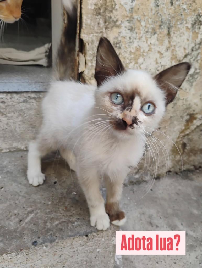 Zoiuda Lua, gata de porte pequeno para adoção em Recife - PE