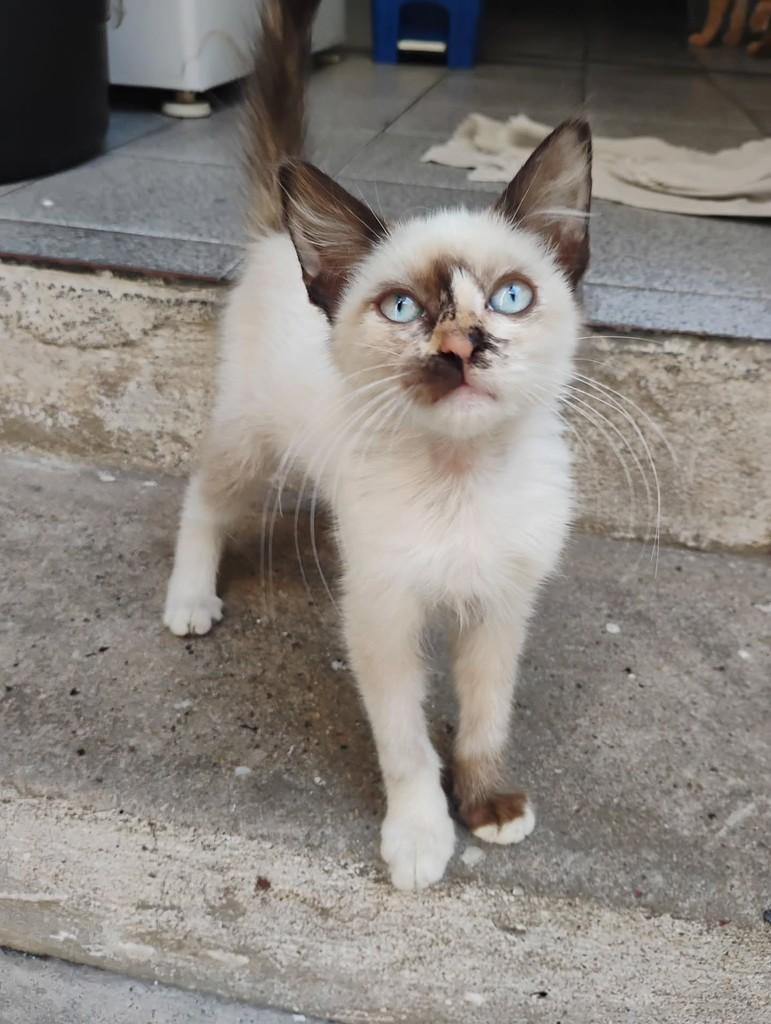 Zoiuda Lua, gata de porte pequeno para adoção em Recife - PE — foto 2 de 2