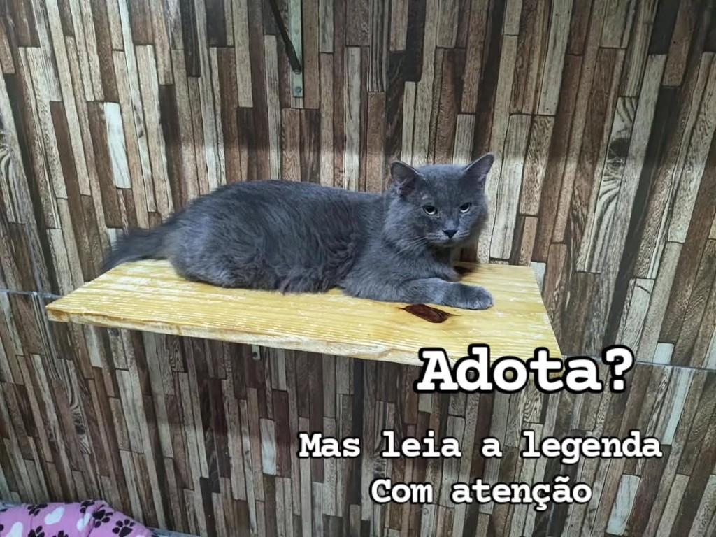 Grigio, gato de porte pequeno para adoção em Recife - PE