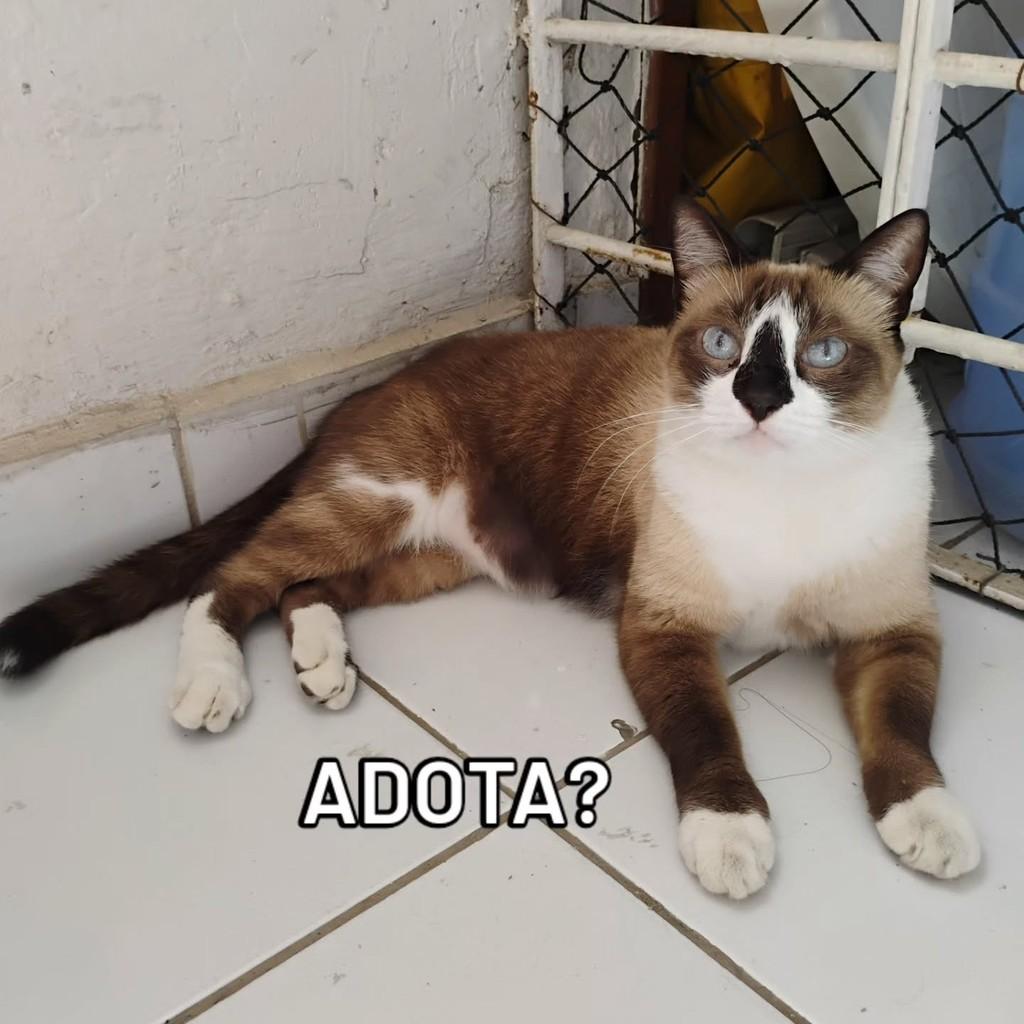 Fomfom, gato de porte médio para adoção no Recife - PE