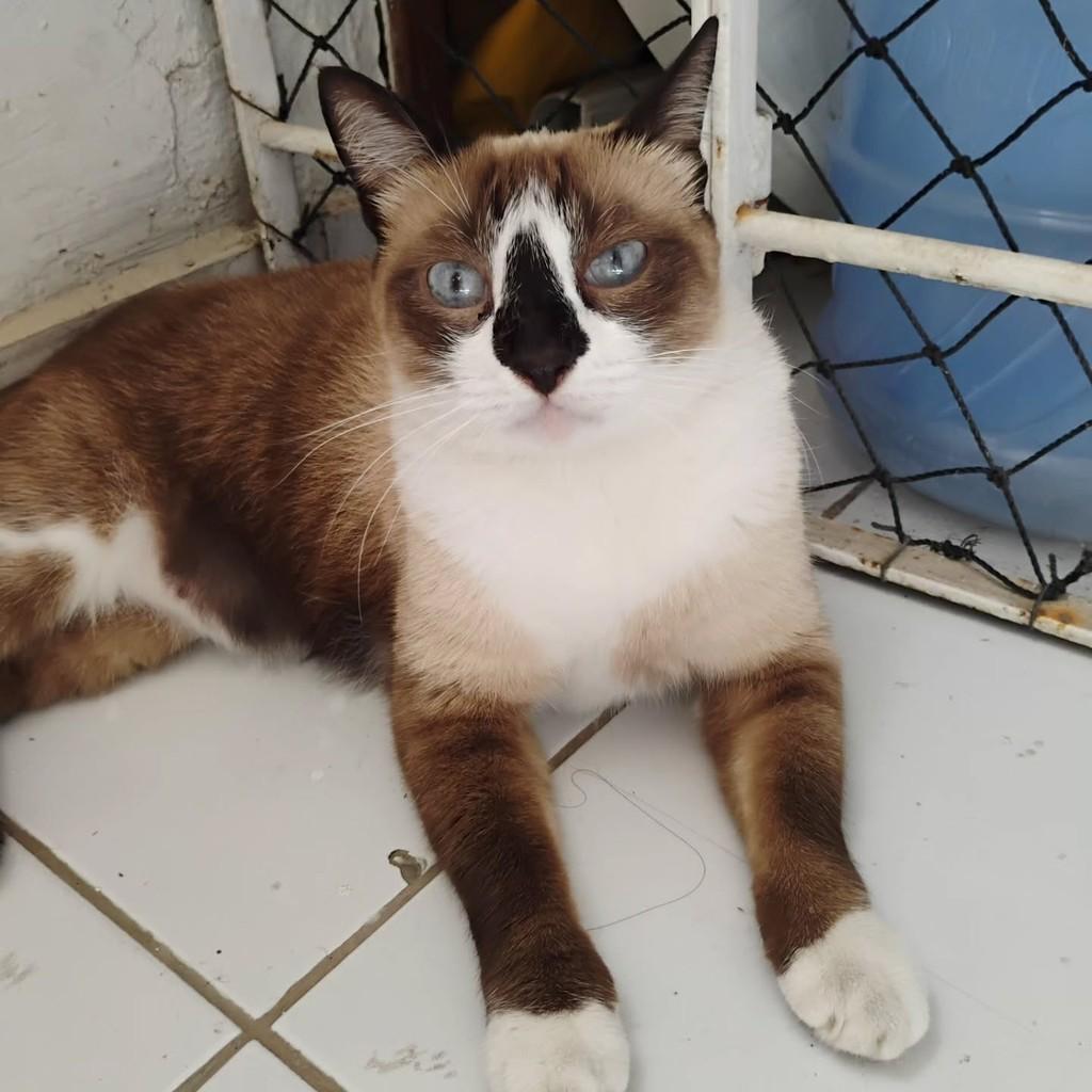 Fomfom, gato de porte médio para adoção no Recife - PE — foto 2 de 2
