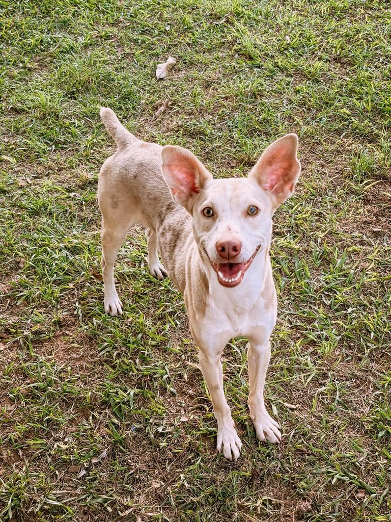 Pitoco, cachorro de porte médio para adoção em Amambai - MS