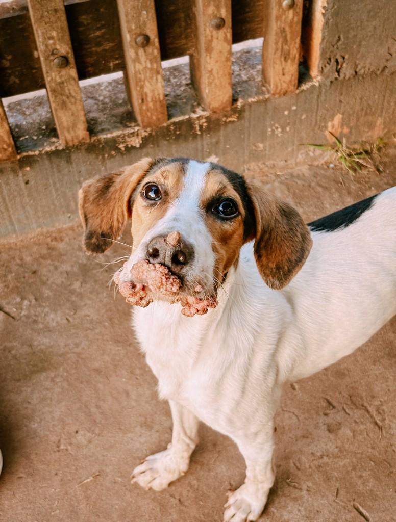 Dalila, cachorro de porte médio para adoção em Amambai - MS