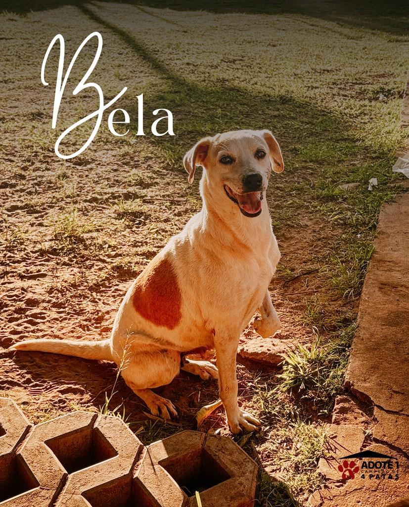 Bela, cadela de porte médio para adoção em Amambai - MS