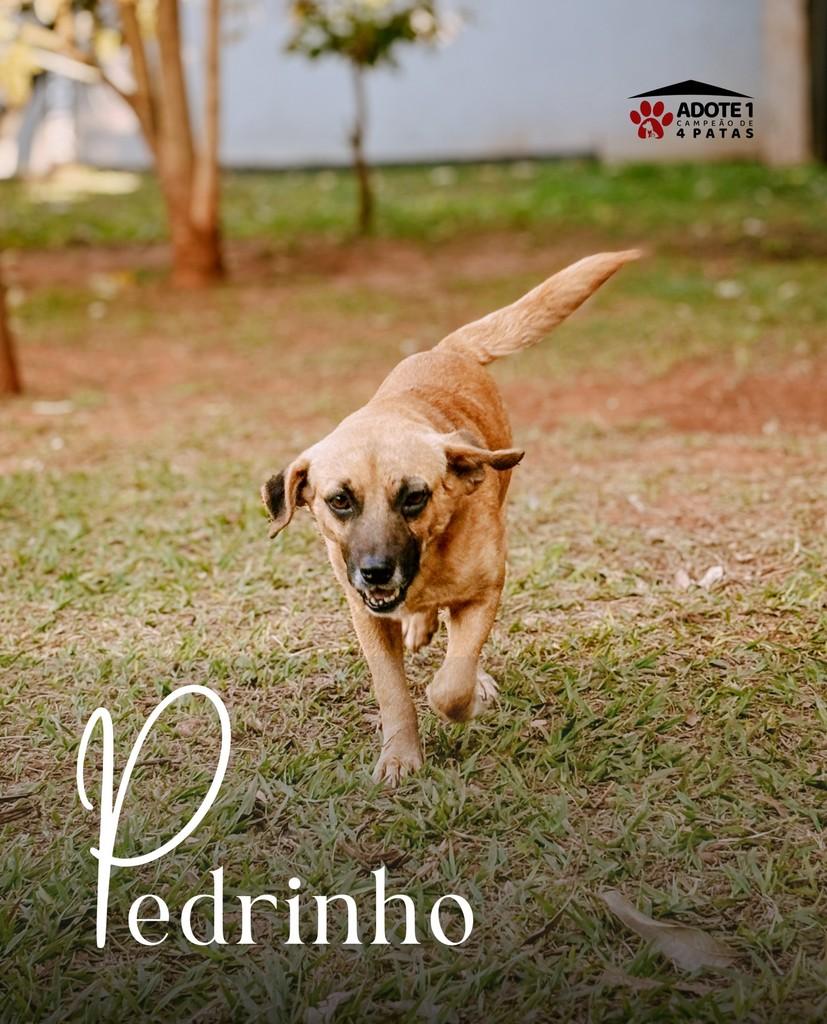 Pedrinho, cachorro de porte pequeno para adoção em Amambai - MS