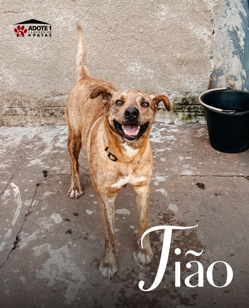 Tião, cachorro de porte grande para adoção em Amambai - MS