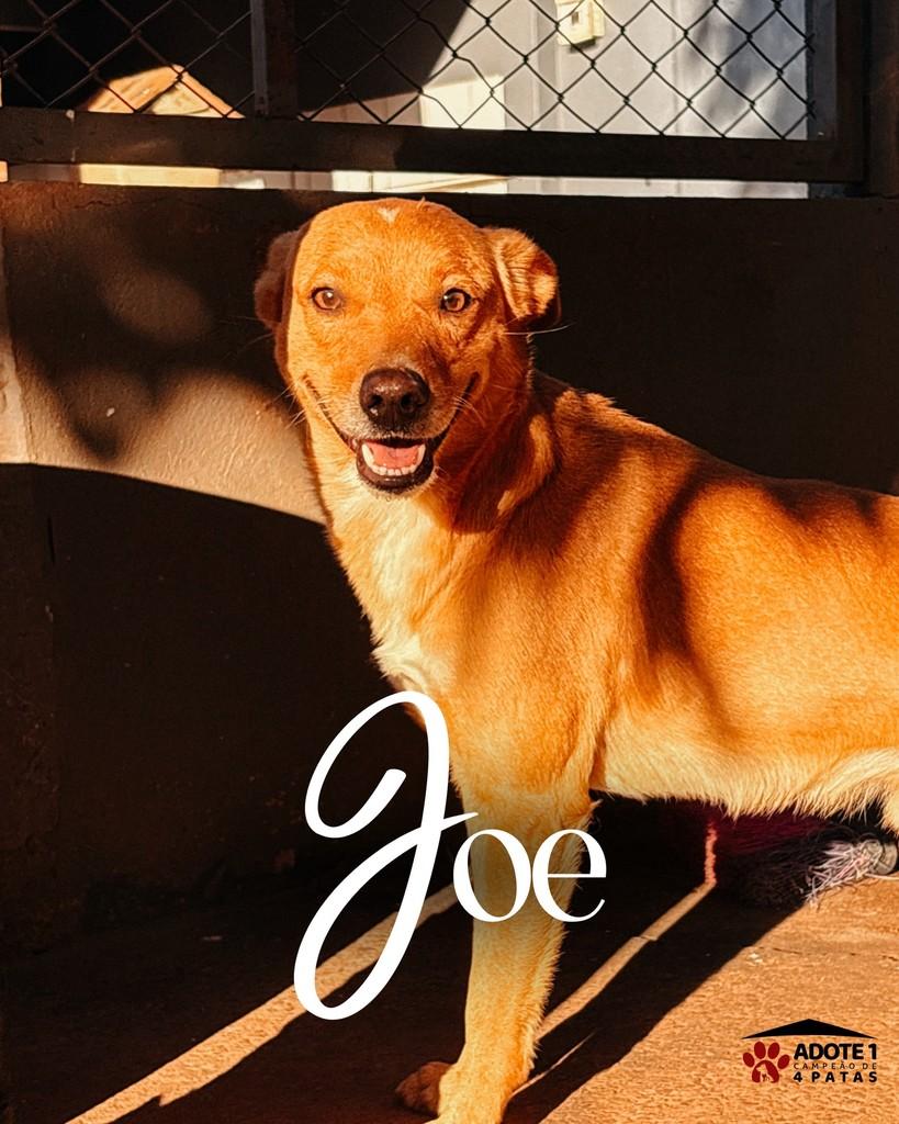 Joe, cachorro de porte pequeno para adoção em Amambai - MS