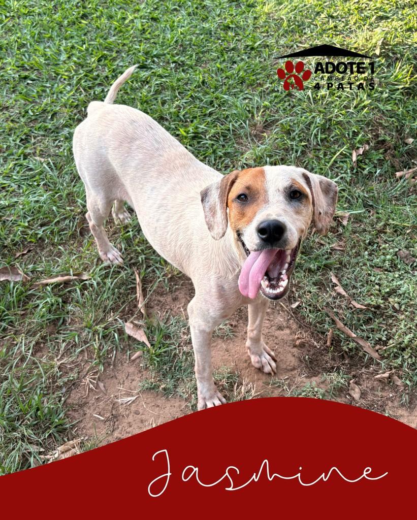 Jasmine, cadela de porte pequeno para adoção em Amambai - MS