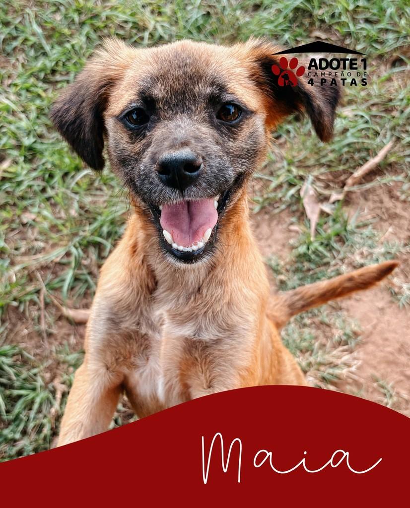 Maia, cadela de porte pequeno para adoção em Amambai - MS