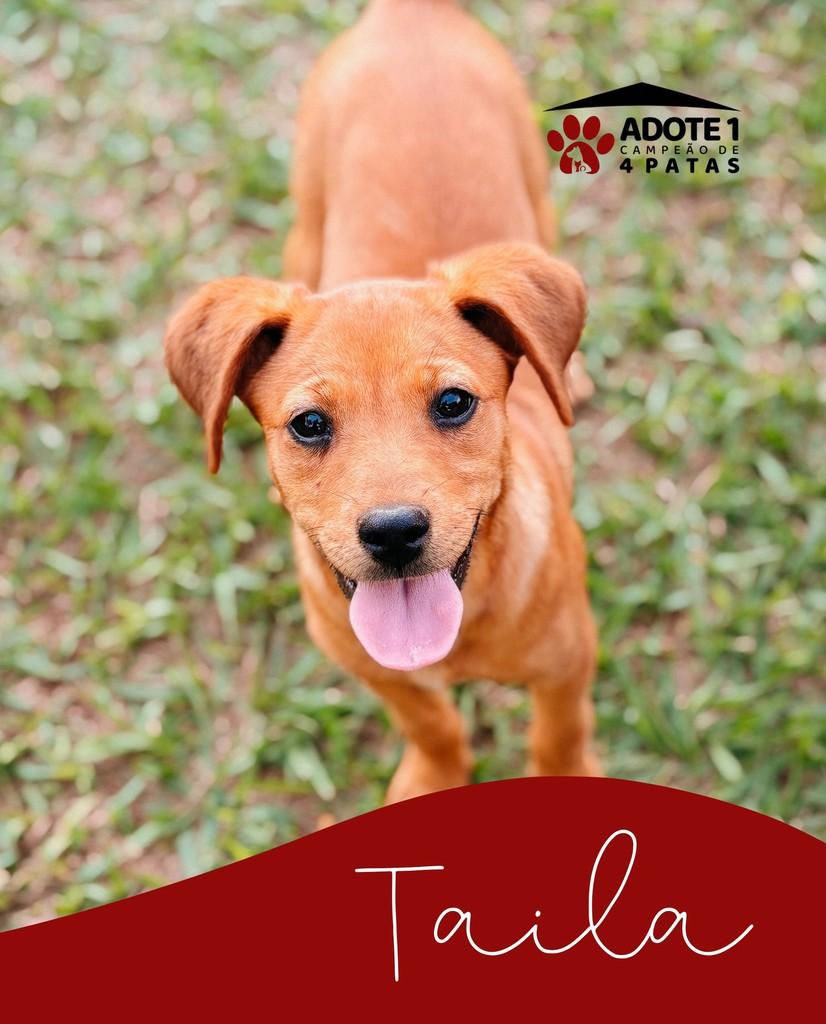Taila, cadela de porte médio para adoção em Amambai - MS
