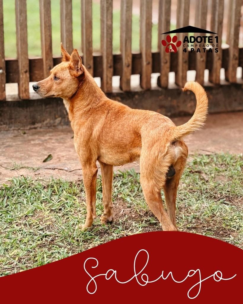 Sabugo, cachorro de porte grande para adoção em Amambai - MS