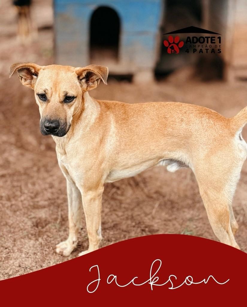 Jackson, cachorro de porte médio para adoção em Amambai - MS