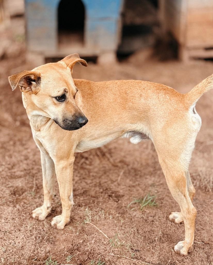 Jackson, cachorro de porte médio para adoção em Amambai - MS — foto 2 de 2