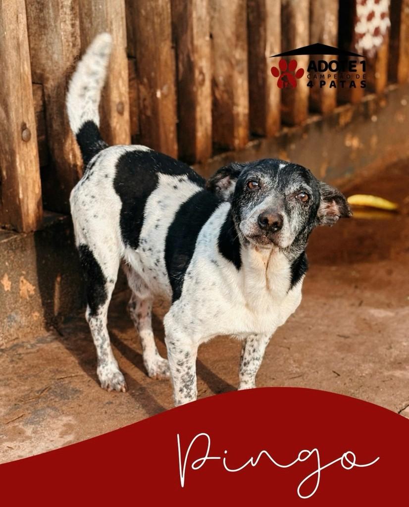 Pingo, cachorro de porte pequeno para adoção em Amambai - MS