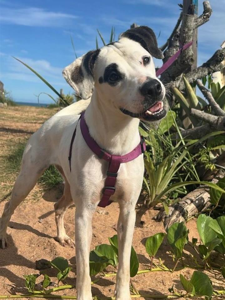 Pipoca, cadela de porte médio para adoção em Vila Velha - ES