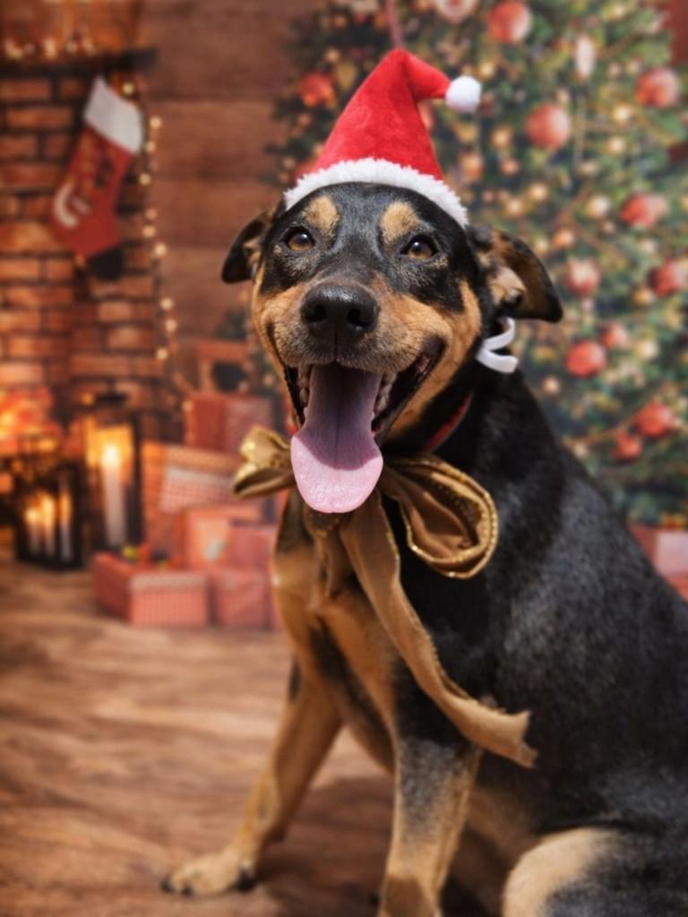Alfredo, cachorro de porte médio para adoção em Vila Velha - ES