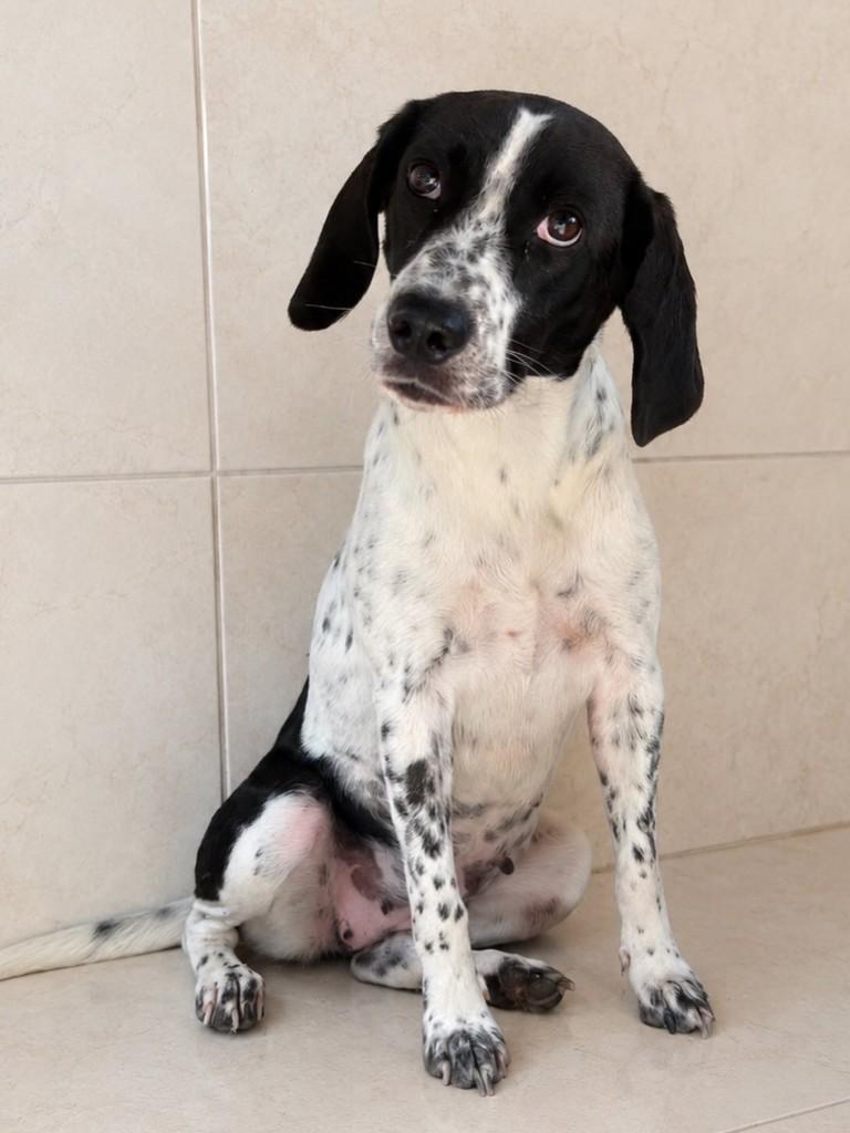 Cissa, cachorro de porte médio para adoção em Vila Velha - ES