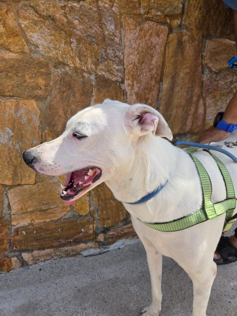 Polo, cachorro de porte grande para adoção em Vila Velha - ES