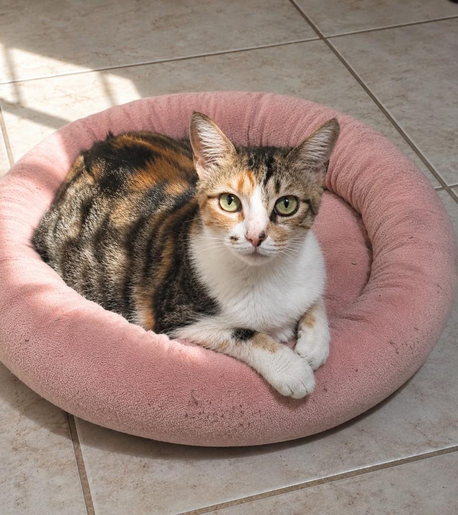 Lola, gata de porte pequeno para adoção em Vila Velha - ES