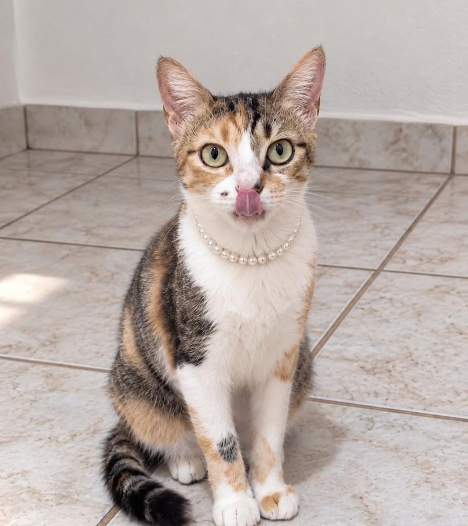 Lola, gata de porte pequeno para adoção em Vila Velha - ES — foto 2 de 3