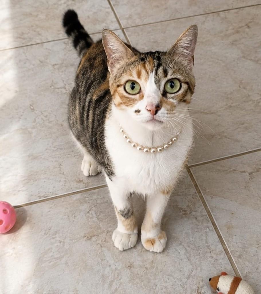 Lola, gata de porte pequeno para adoção em Vila Velha - ES — foto 3 de 3