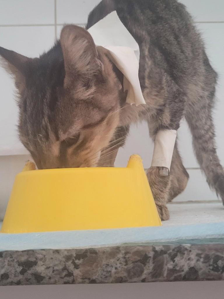 Linguinha, gato de porte médio para adoção em Salvador - BA