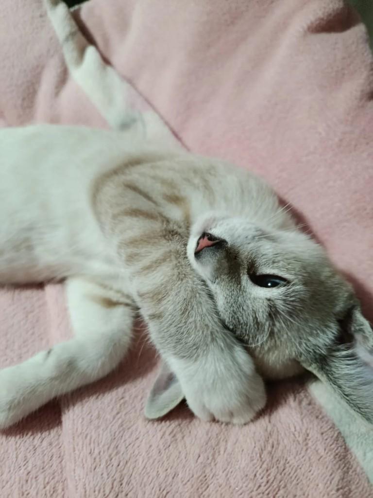 Theo, gato para adoção em Cachoeirinha - RS