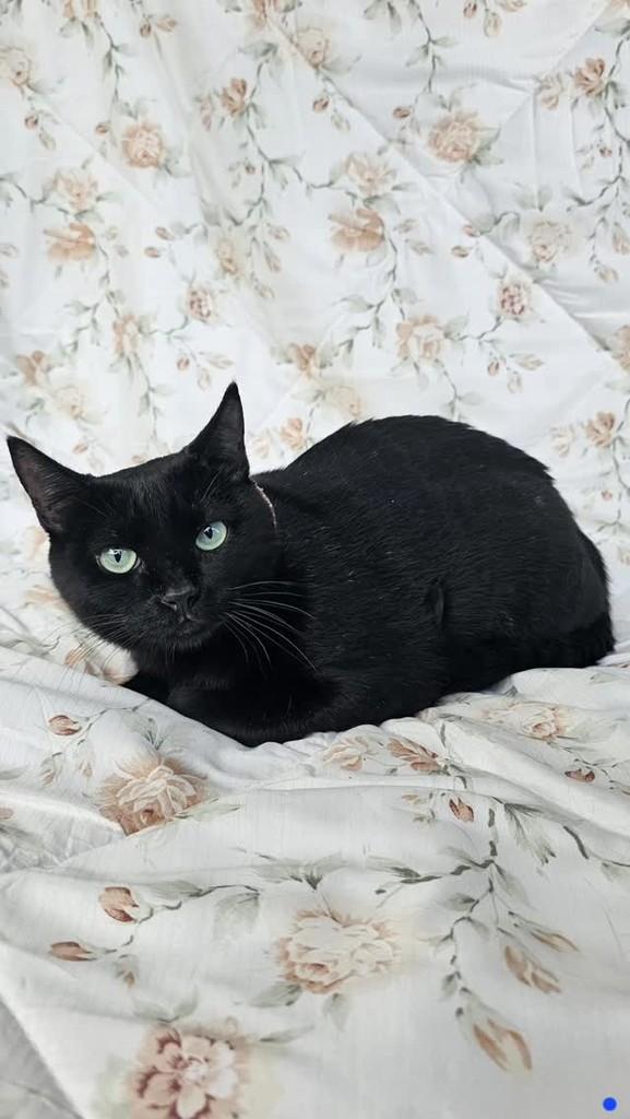 Fernandinha, gata para adoção em Brasília - DF