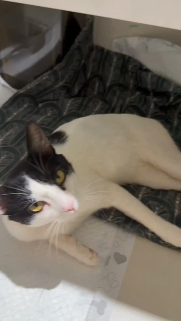 Snoopy, gato de porte médio para adoção em Brasília - DF