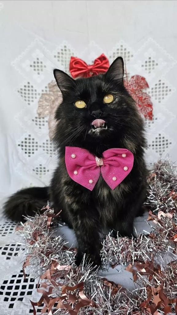 Marie, gata de porte médio para adoção em Brasília - DF