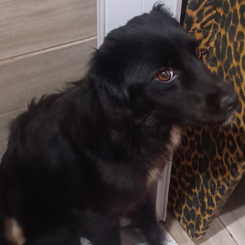 Lindinha, cadela de porte pequeno para adoção em Santo André - SP