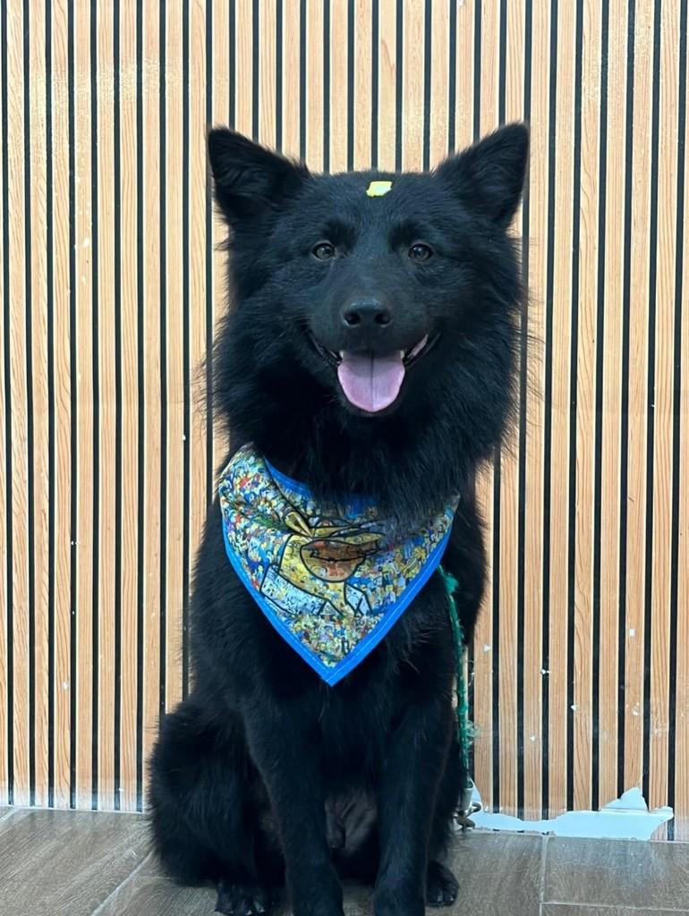 Negão, cachorro de porte médio para adoção em Santo André - SP