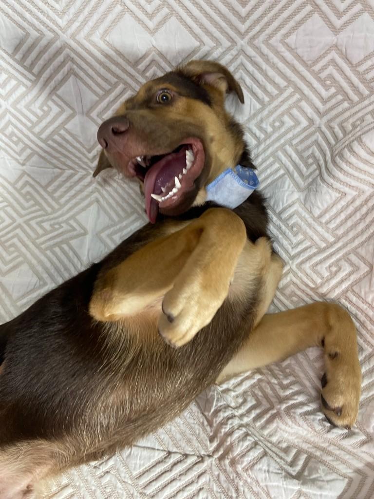 Chocolate, cachorro de porte médio para adoção em Santo André - SP