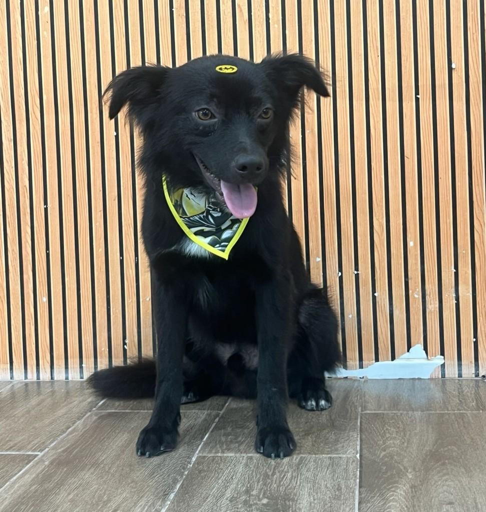 Fofinho, cachorro de porte pequeno para adoção em Santo André - SP