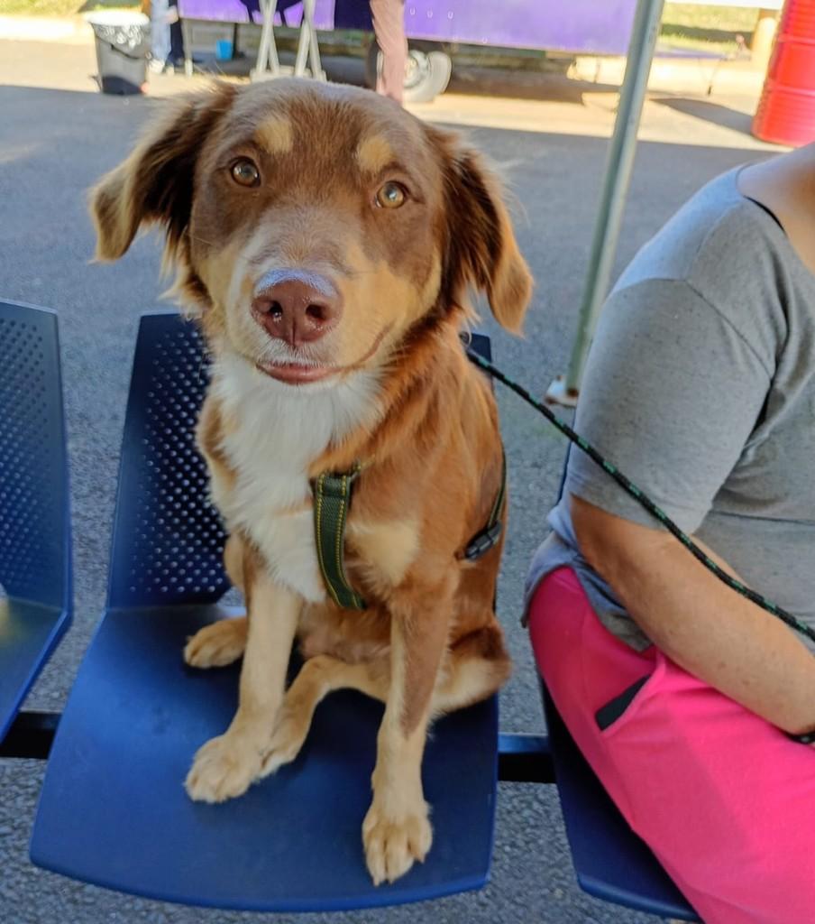 Luck, cachorro de porte médio para adoção em Santo André - SP