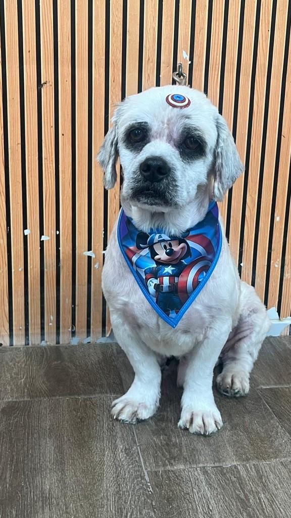 Sou macho, cachorro de porte pequeno para adoção em Santo André - SP