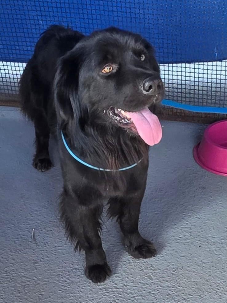 Juca, cachorro de porte médio para adoção em Santo André - SP