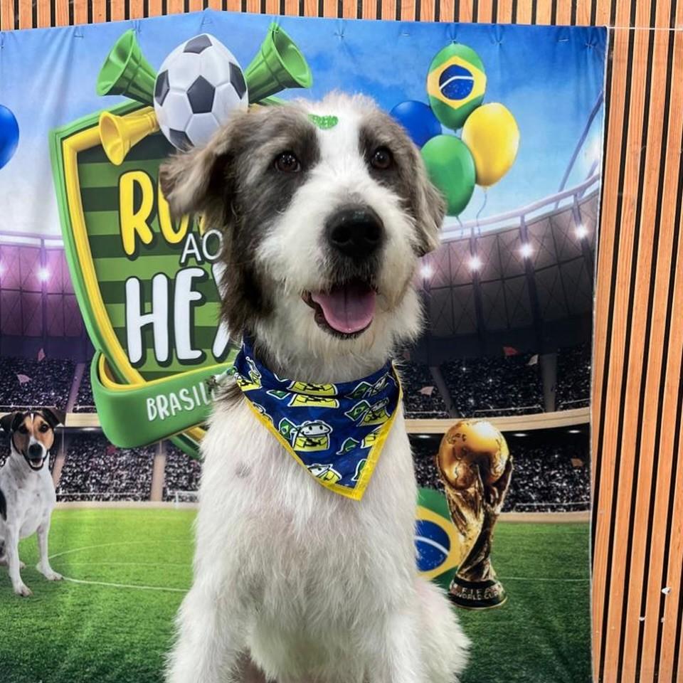 Flocos, cachorro de porte médio para adoção em Santo André - SP