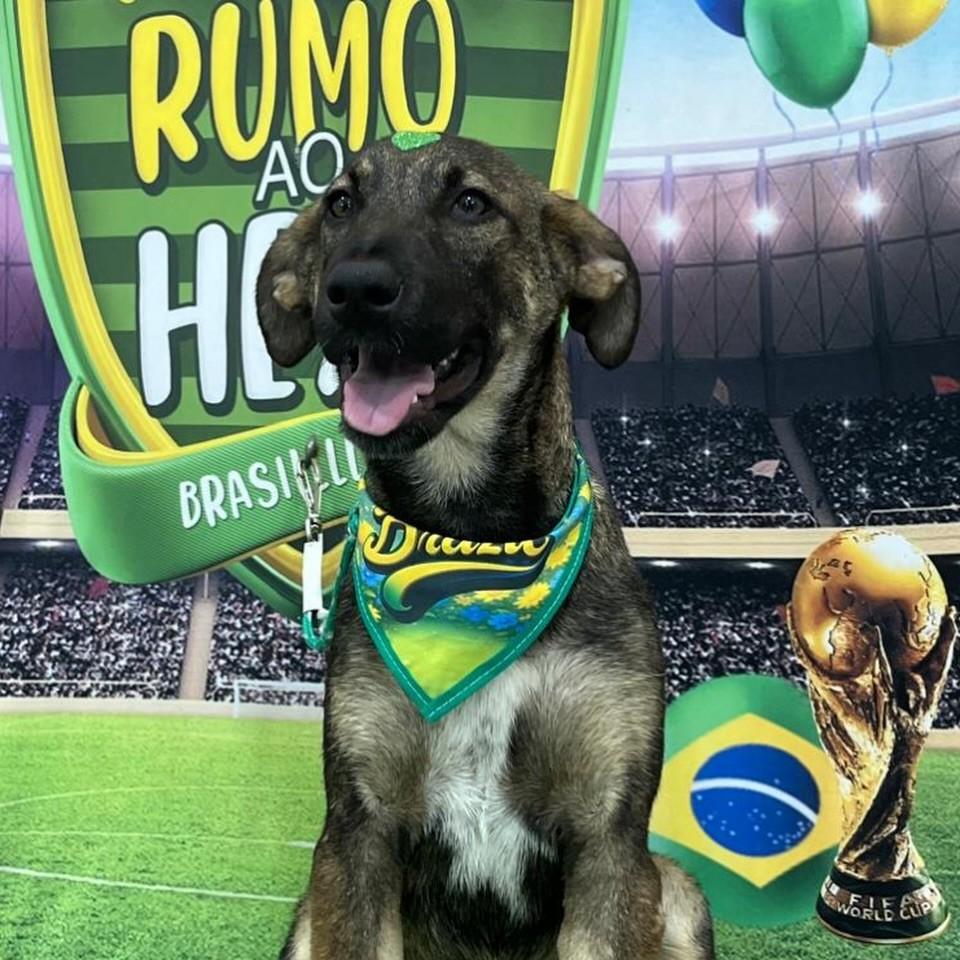 Paçoca, cachorro de porte pequeno para adoção em Santo André - SP