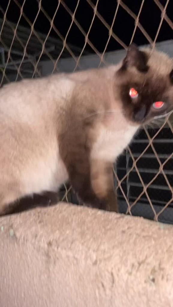 Bento, gato de porte médio para adoção em Ribeirão Preto - SP