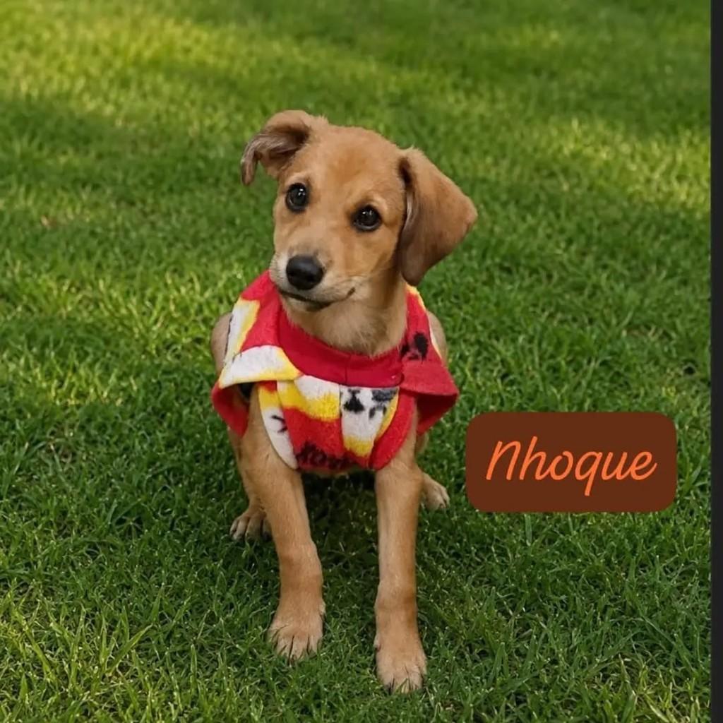 Nhoque, cachorro de porte pequeno para adoção em São José dos Campos - SP