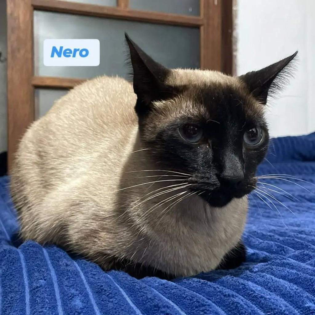 Giovana, gato de porte pequeno para adoção em São José dos Campos - SP