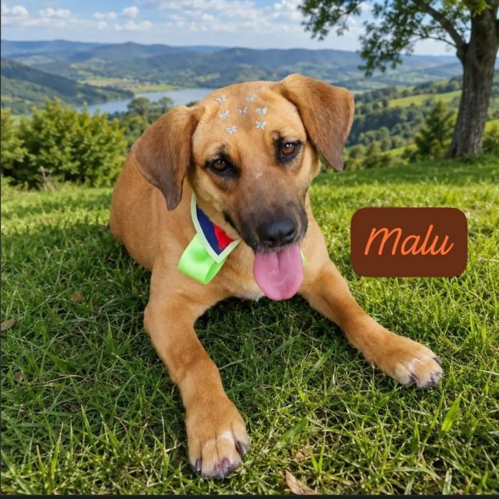 Malu, cachorro de porte médio para adoção em São José dos Campos - SP