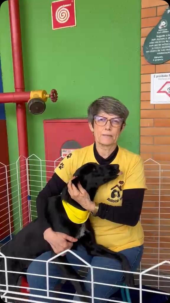 Brad, cachorro para adoção em São José dos Campos - SP