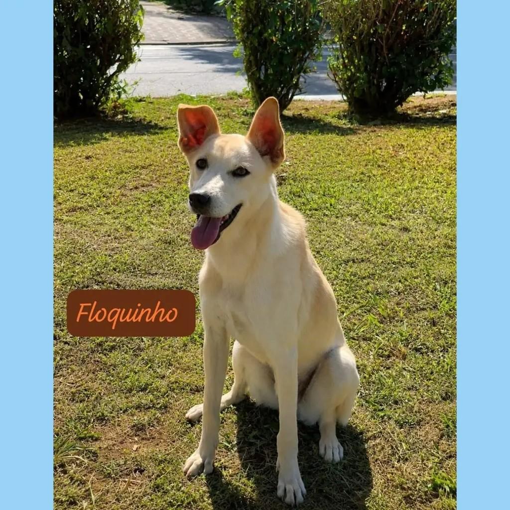 Floquinho, cachorro de porte médio para adoção em São José dos Campos - SP