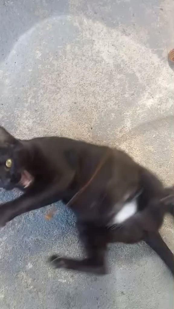 Betina, gata de porte pequeno para adoção em São José dos Campos - SP