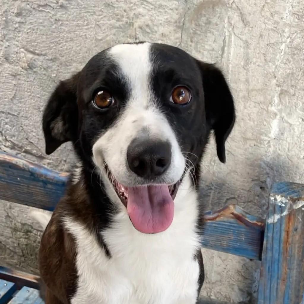 Frajola, cachorro de porte pequeno para adoção em São José dos Campos - SP