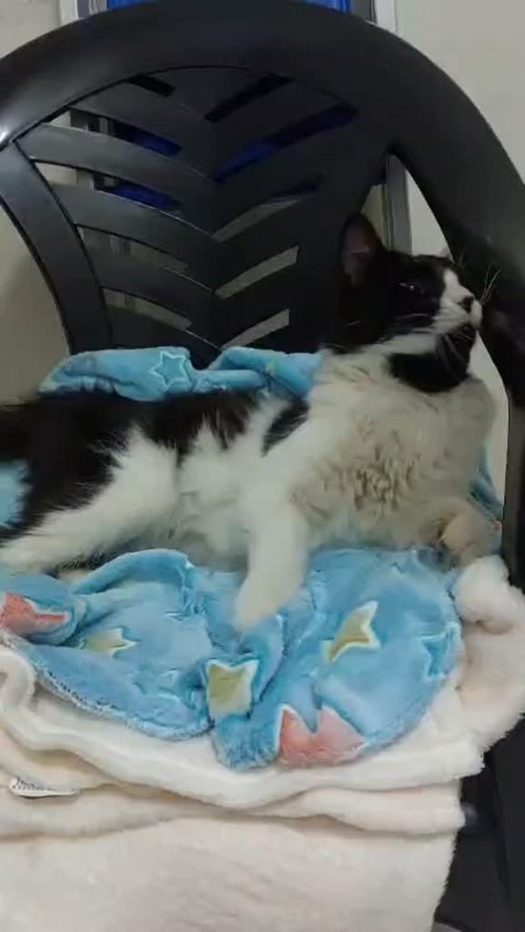 Frajola, gato de porte pequeno para adoção em São José dos Campos - SP