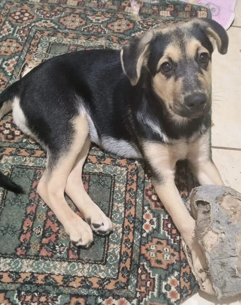 Linda, cadela de porte pequeno para adoção em São José dos Campos - SP